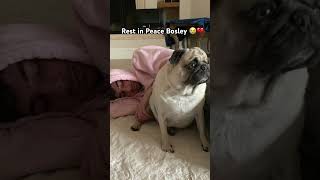 RIP Bosley from ​YouTuber FaZe Rug [upl. by Drucy]