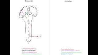 Basal ganglia and cerebellar lesions  ipsilateral or contralateral [upl. by Myer]