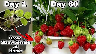 Easy 3 Methods Grow Strawberries at Home  How to grow strawberry plant from seeds [upl. by Snevets481]