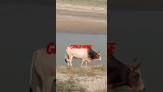 Ganga nadee bizarre Chugta hua short video like and subscribe dosto [upl. by Yecnay]