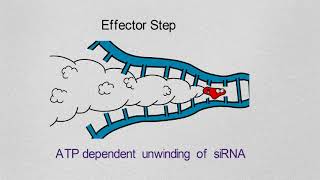 Gene Silencing Basics and Mechanism [upl. by Eizzo]