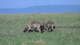 Hyenas eating a carcass [upl. by Nywloc225]