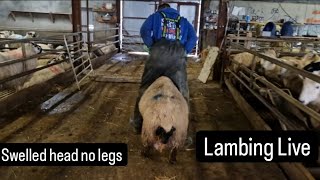 Lambing live footage lamb with massive head and no legs farm farming lambs tractors cows [upl. by Ecirtam800]