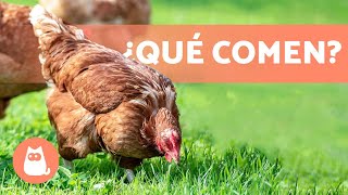 𝗔𝗟𝗜𝗠𝗘𝗡𝗧𝗔𝗖𝗜𝗢́𝗡 𝗱𝗲 𝗹𝗮𝘀 𝗚𝗔𝗟𝗟𝗜𝗡𝗔𝗦  ¿Qué Comen las Gallinas [upl. by Nya118]