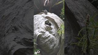 Bald Faced Hornets Daily Nest 420 [upl. by Nager]