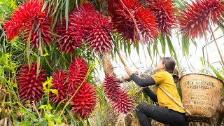 Single Girl Harvesting Coral Pineapple goes to market sell  Harvesting and Cooking  Lý Tiểu Luyến [upl. by Ferrick]