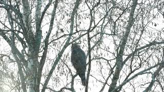 HØNSEHAUK  ACCIPITER GENTILIS [upl. by Leahey]