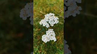 Steppe flowersAchillea millefolium flowers flower nature [upl. by Silletram]