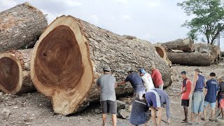 BREAKING THE WORLD RECORD  WOOD AS LARGE AS AN AIRPLANE  WOOD SAWING PROCESS [upl. by Ani]