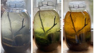 Ecosphere Changed Colour Twice Ecosphere Update Life In Jars A Self Sustaining Sealed Jarrarium [upl. by Sabec166]