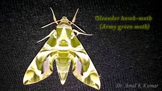 Oleander HawkMoth or Army Green Moth  Metamorphosis [upl. by Ahsets]