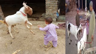 Bakri Bimar Hai🐐 [upl. by Aivin]