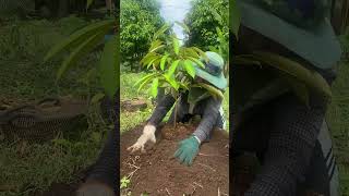 Planting a Durian Tree Step by Step Guide Grow Your Own Fruit [upl. by Glavin]