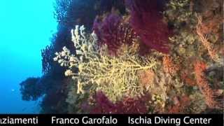 Il Mare di Ischia  RRinaldi  full movie [upl. by Netnert]