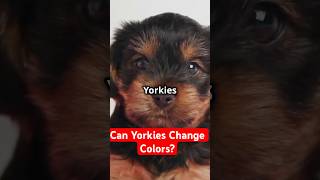 5 Things You Didnt Know About Yorkshire Terriers [upl. by Suirtimid]