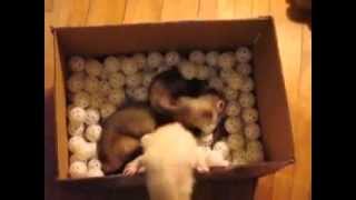 Three Ferrets Playing in a Box of Balls [upl. by Renat]