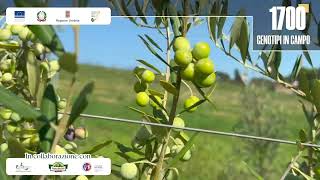 Olivicoltura selezionate in Umbria nuove cultivar resistenti a stress climatici e fitopatie [upl. by Lyn]