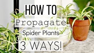 How To Propagate Spider Plants The Correct Way  Best 3 Ways To Propagate Spider Plantlets [upl. by Ahael]