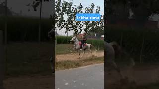 reval chal ka jaanbaz ghoda teraz ki jabardast reval chal ka video dekho reval chal singlefooting🐎 [upl. by Ahsenet]