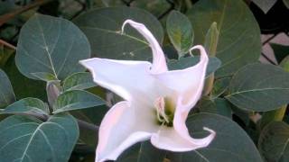 Datura Moon Flower Opening in Real Time Bee Surprised [upl. by Aibara]