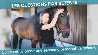 Comment se passe une séance dostéopathie animale  LQPB 15 [upl. by Belia449]