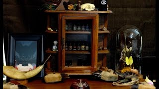 Oddities Specimen And Taxidermy Collection [upl. by Rosalinde]