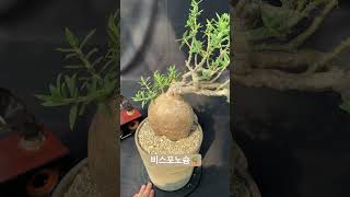 파키포디움 비스포노슘 Pachypodium bispinosium 아프리카식물 반려식물 구근식물 plants caudex [upl. by Notsob548]