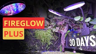 FIREGLOW PLUS WRGB  BEST BUDGET FRIENDLY WRGB For PLANTS [upl. by Xylia563]