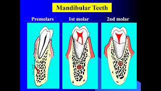 Exodontia 402 oral surgery part 2 [upl. by Steen225]