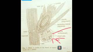 CHARAStructure of Antheridium GlobuleGreen AlgaeBSC Botany lectures [upl. by Rosco32]