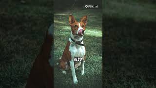 The Basenji The Dog That Doesnt Bark [upl. by Anem]