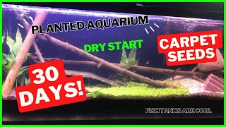 Planted Aquarium  Dry Start  Amazon Carpet Seeds [upl. by Fonsie490]