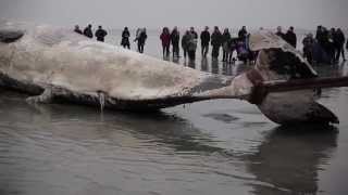 20 Tonnen schwerer Pottwal im Wattenmeer gestrandet [upl. by Daughtry]