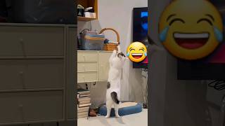 what are you doing😹funny pets catcomedy catvideos catcatshorts funnyanimal catloverfunnycat [upl. by Aikram490]