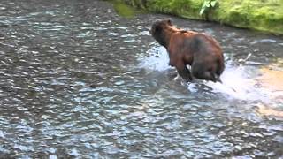 Lours à la pêche au saumon [upl. by Kerns]