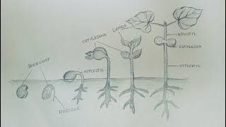 How to draw Germination of seedvelsartclasses2996 [upl. by Ametaf]