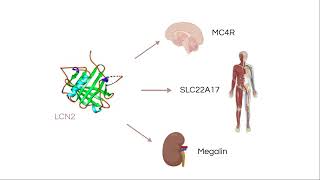 the role of lipocalin 2 on appetite in cancer cachexia [upl. by Hooper186]