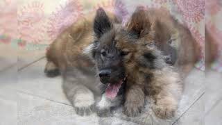 Eurasier Avantages et inconvénients Prix Comment choisir Faits Soins Histoire [upl. by Yokum]