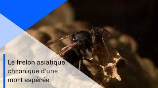 Le frelon asiatique chronique dune mort espérée  Documentaire CNRS [upl. by Swor665]