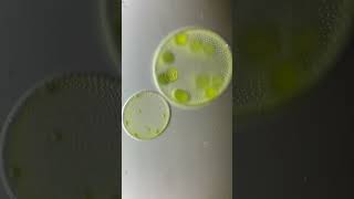 volvox algae🍃 BOTwithSAN biology botany nature cbse science neet [upl. by Heinrich]