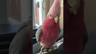 Galah cockatoo talking [upl. by Milissa870]