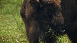 European Bison Chewing Grass Stock Video [upl. by Benjamin370]