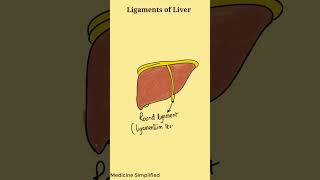 Ligaments of Liver  Liver ligaments Anatomy  Anatomy of Liver Ligaments anatomy [upl. by Odawa]