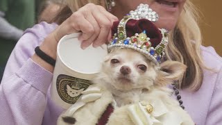 Krewe of Barkus and other to roll Sunday [upl. by Inglebert]