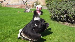 Exhibición educativa de aves y mamíferos “El Ciclo de la Vida” de BIOPARC Valencia 🦅 [upl. by Lapo121]