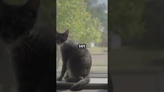 🧸🧶 Easy Ways to Keep Your Cat Happy Indoors cutepets animalcare pets catcare [upl. by Decker]