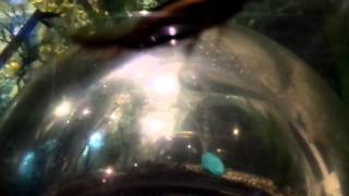 Diving beetle at the Insectarium in New Orleans  video 2 [upl. by Assej427]