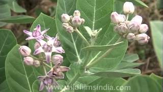 Apple of Sodom flower in Agra [upl. by Liborio]