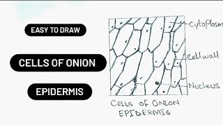 How to draw onion cell  practical book of class 9  step by step  onion cell diagram [upl. by Royo]