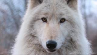 Listen to the Eyes of a Wolf [upl. by Annabel]